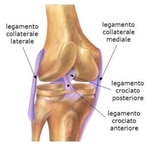 legamenti del crociato-anteriore
